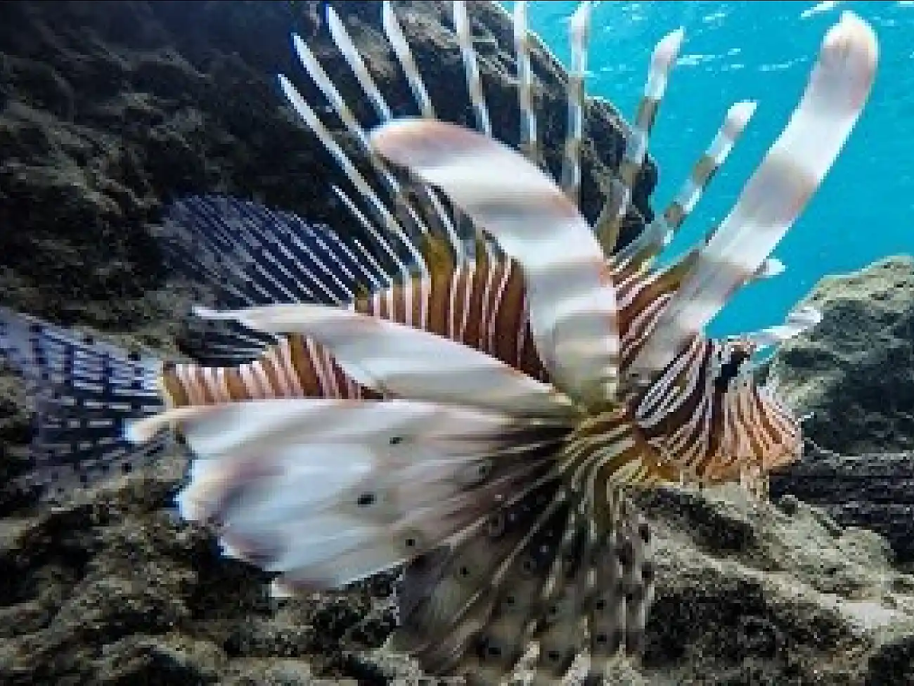 Snorkeling in St Lucia