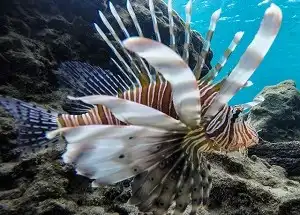Snorkeling