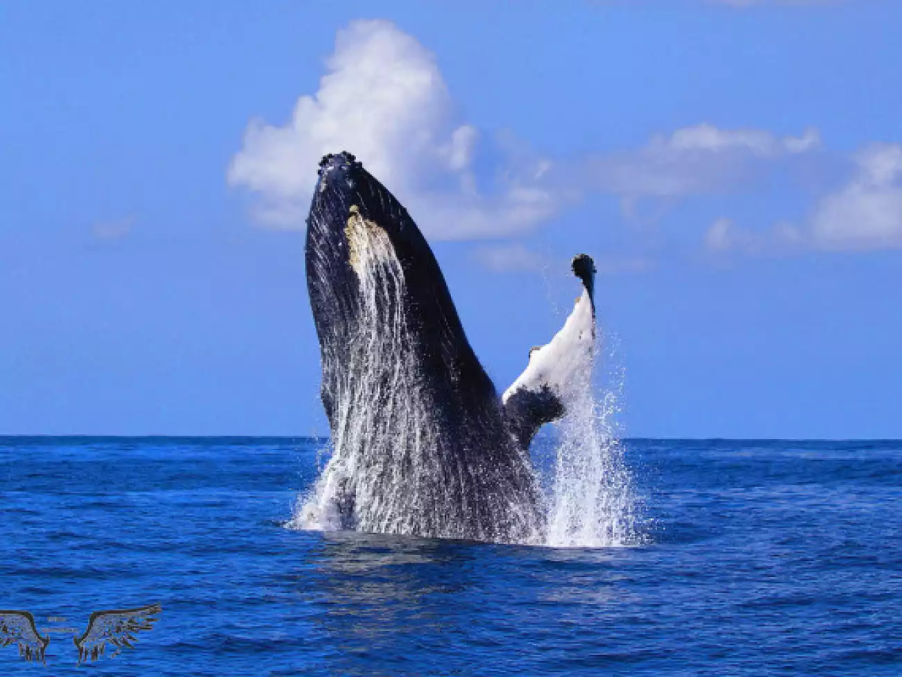 Whale Watching on the KwaZulu-Natal North Coast