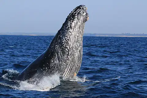 St Lucia Tours and Charters - Whale Watching