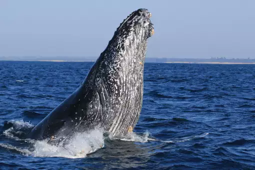 St Lucia Tours and Charters - Whale Watching