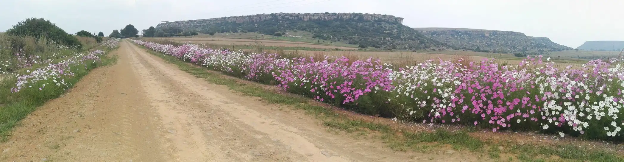 Camino Routes