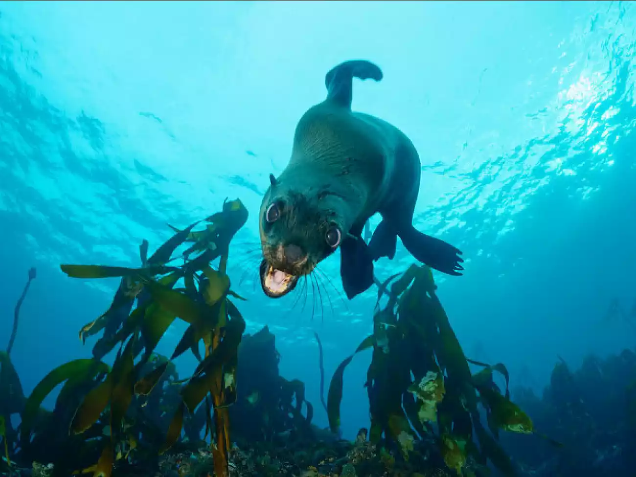 Swimming with seals in Cape Town