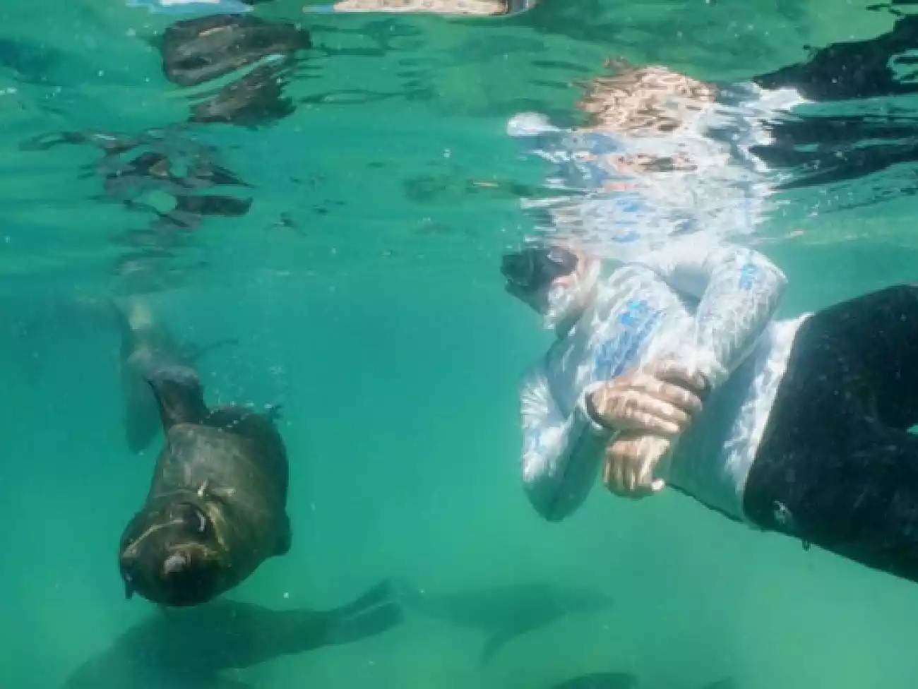 Swimming with Seals on the Garden Route