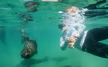 Swimming with Seals