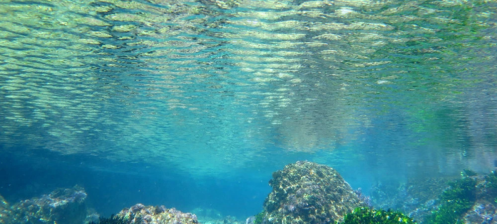 Tidal Tao is a snorkeling operator in Ballito, KwaZulu-Natal.