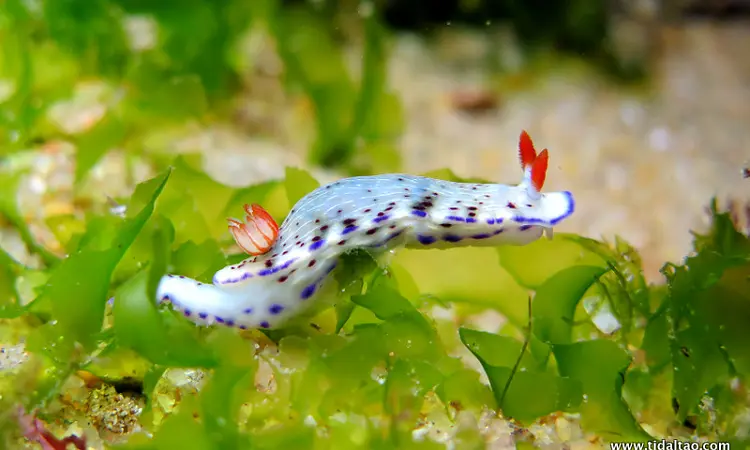 Tidal Tao offers snorkeling trips near Durban, South Africa