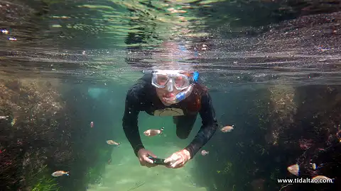 Tidal Tao - Snorkelling