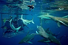 Tiger Shark Diving