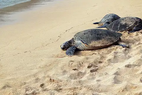 Shakabarker - Turtle Tracking