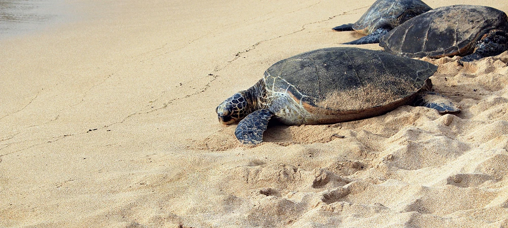 Shakabarker - Turtle Tracking