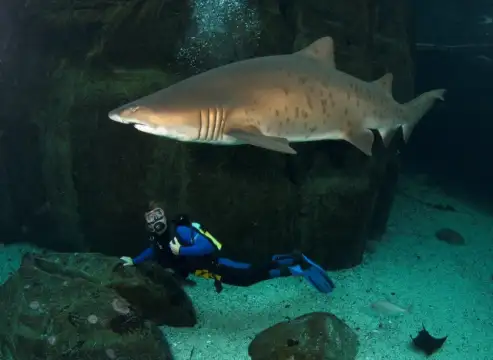 Two Oceans Aquarium - Aquarium Diving