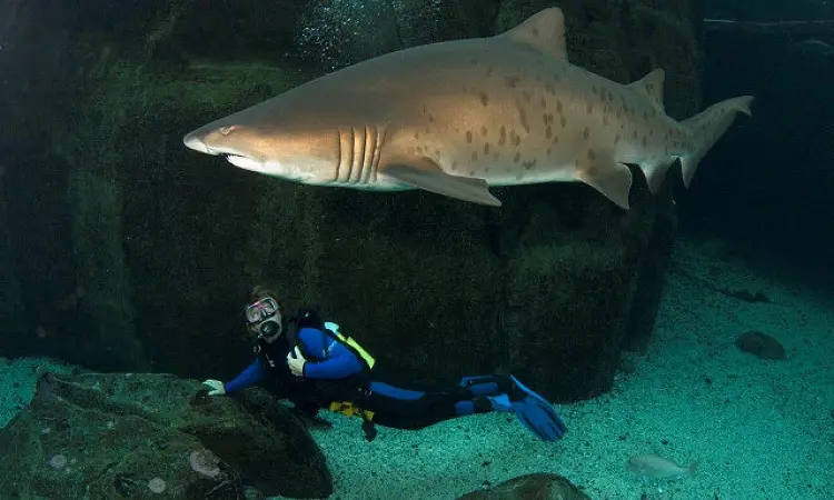 Two Oceans Aquarium - Aquarium Diving
