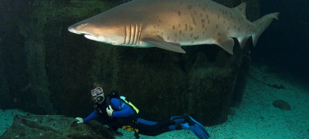 Two Oceans Aquarium - Aquarium Diving