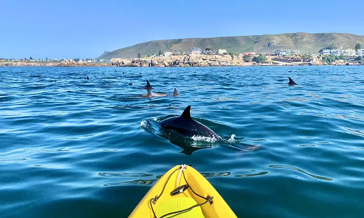 Walker Bay Adventures in Hermanus. A group of kayakers looking at some seals.