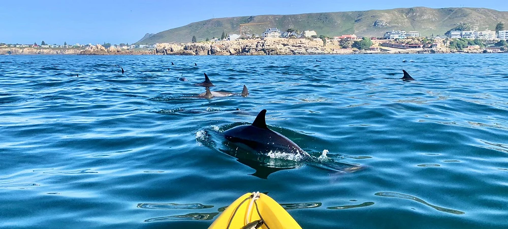 Walker Bay Adventures in Hermanus. A group of kayakers looking at some seals.