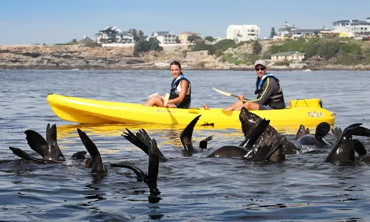 Walker Bay Adventures in Hermanus. 2 kayakers watching loads of seals playing.