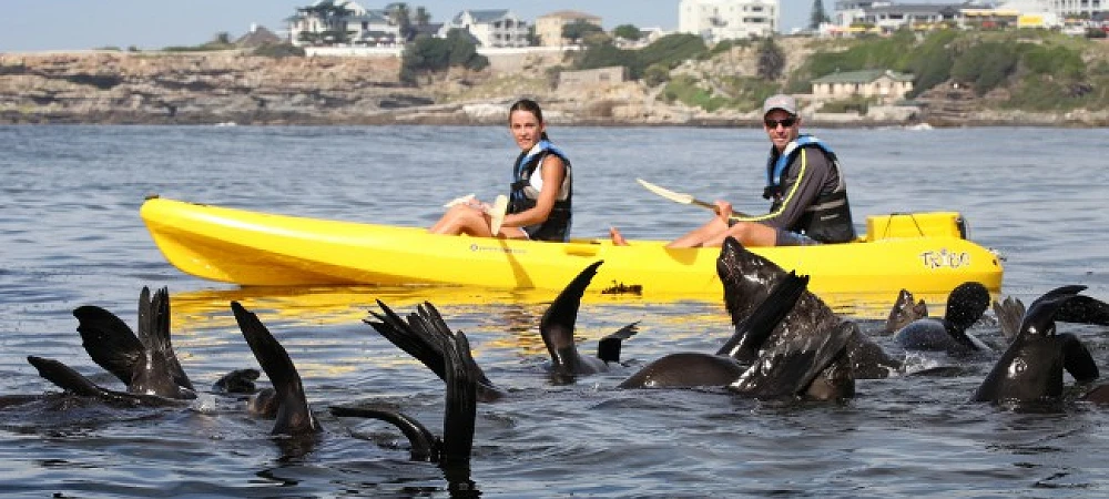 Walker Bay Adventures in Hermanus. 2 kayakers watching loads of seals playing.