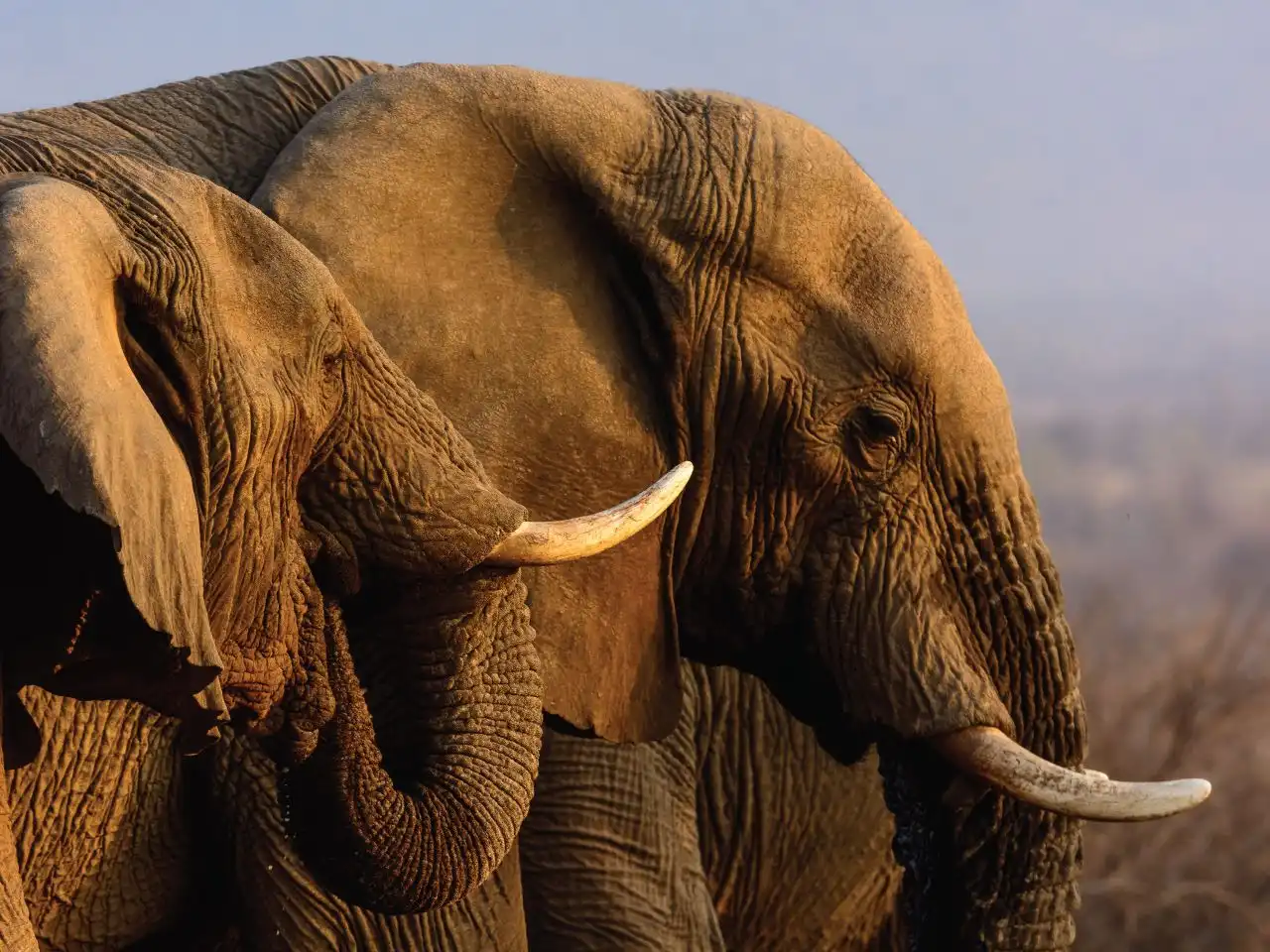 Walking Safaris