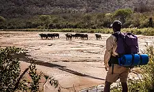 Walking Safaris