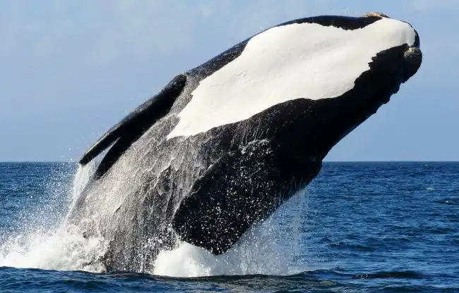 Whale Watching