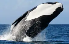 Whale Watching