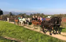 Carriage Rides