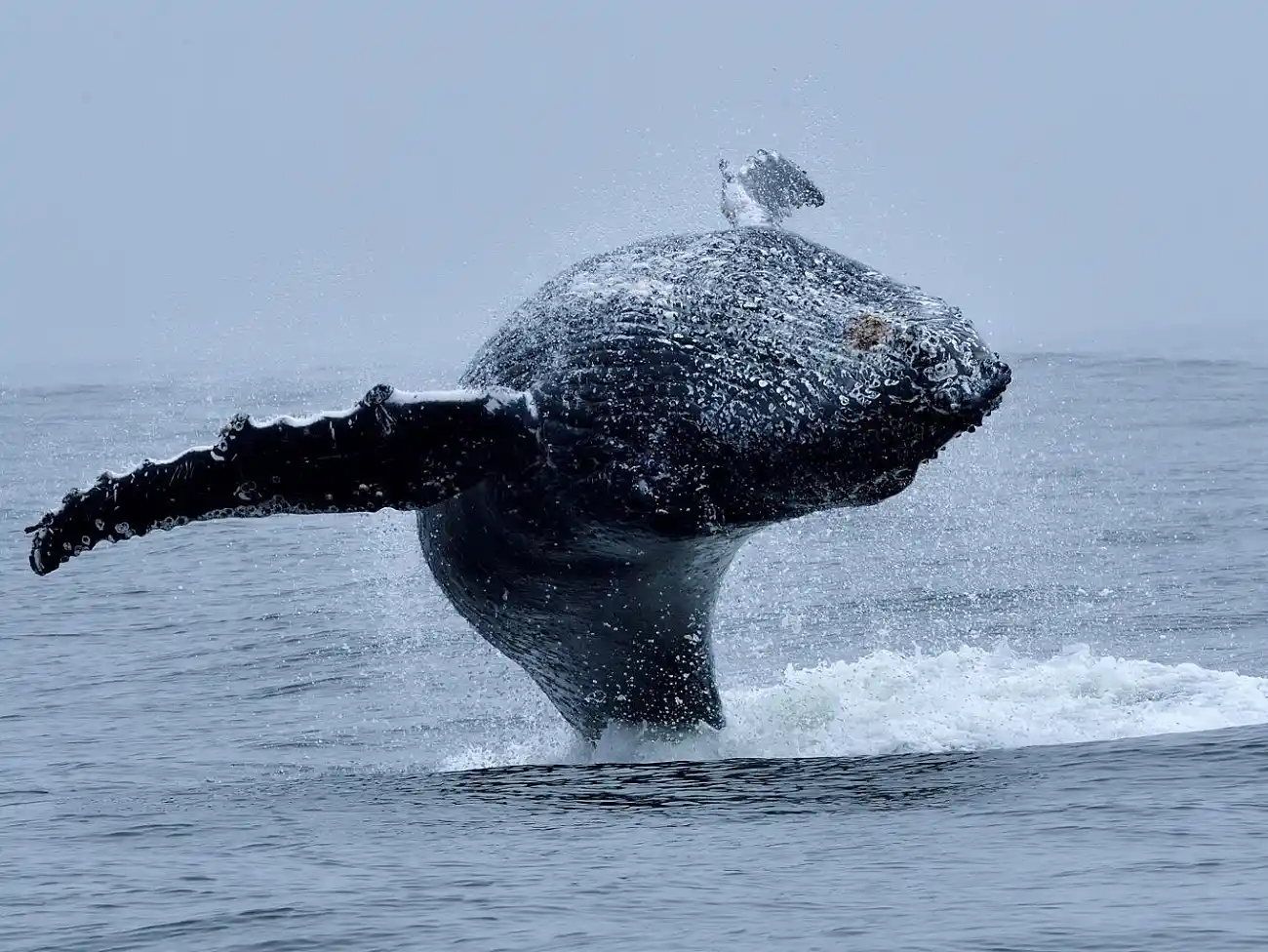 Whale Watching on the West Coast