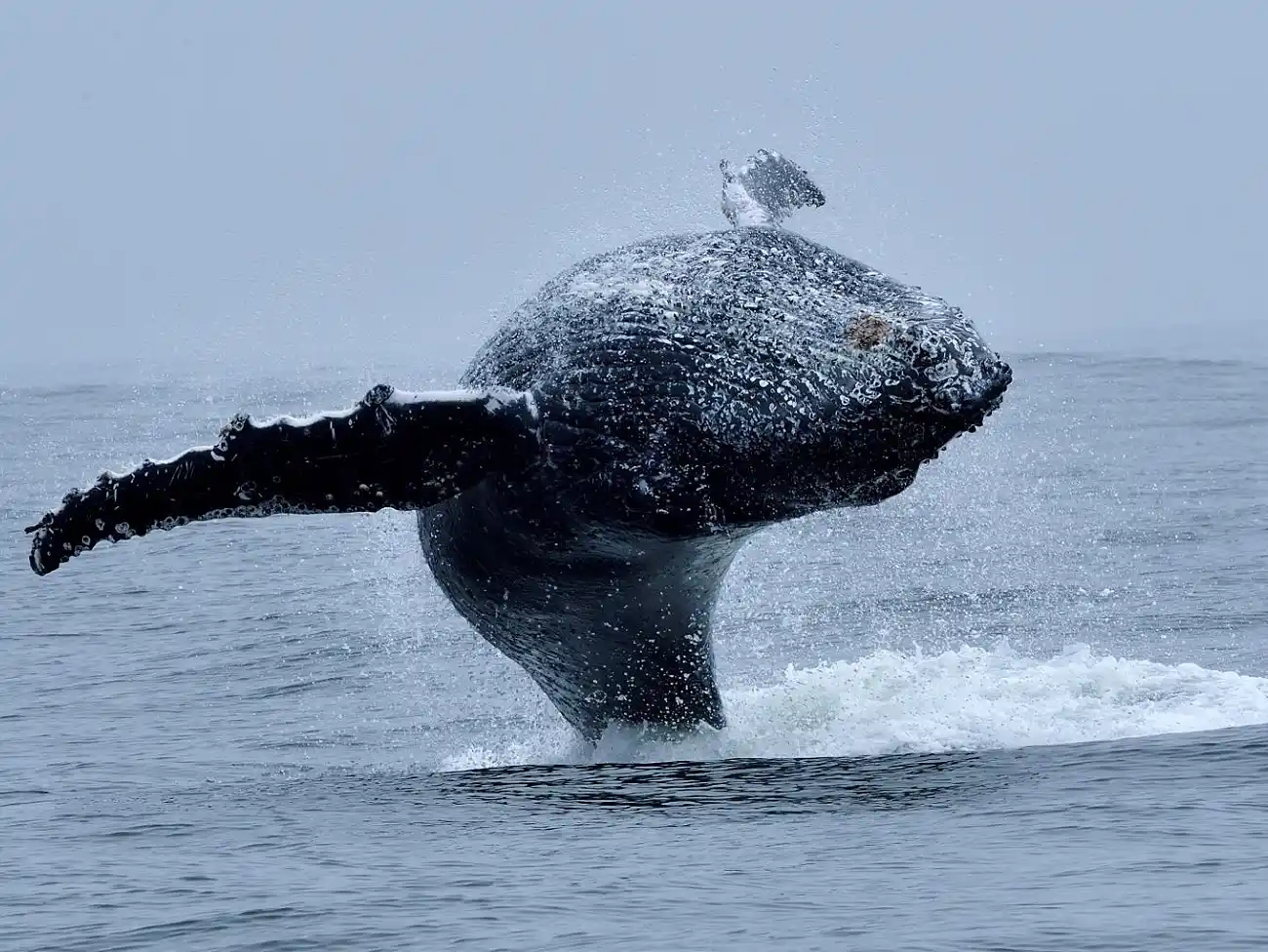 Whale Watching on the West Coast