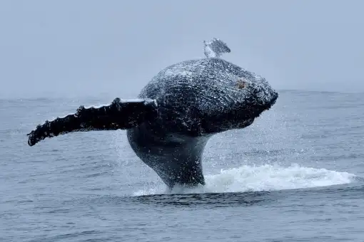 Whale Expedition SA - Whale Watching