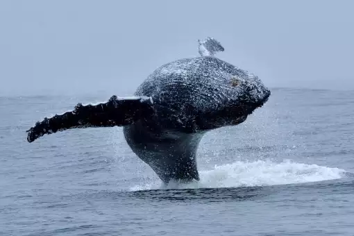 Whale Expedition SA - Whale Watching
