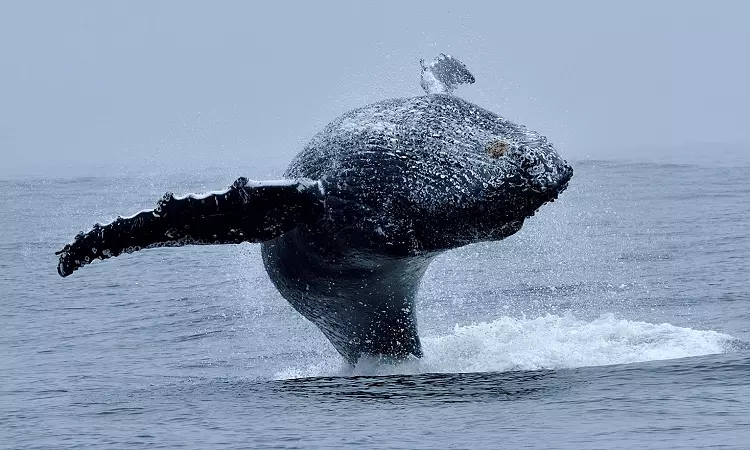 Whale Expedition SA - Whale Watching