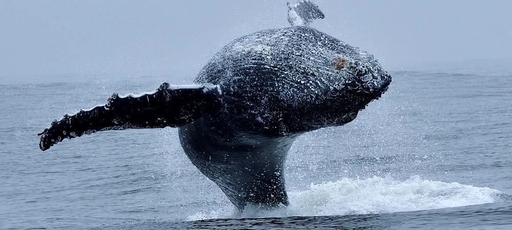 Whale Expedition SA - Whale Watching