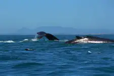 Whale Watching