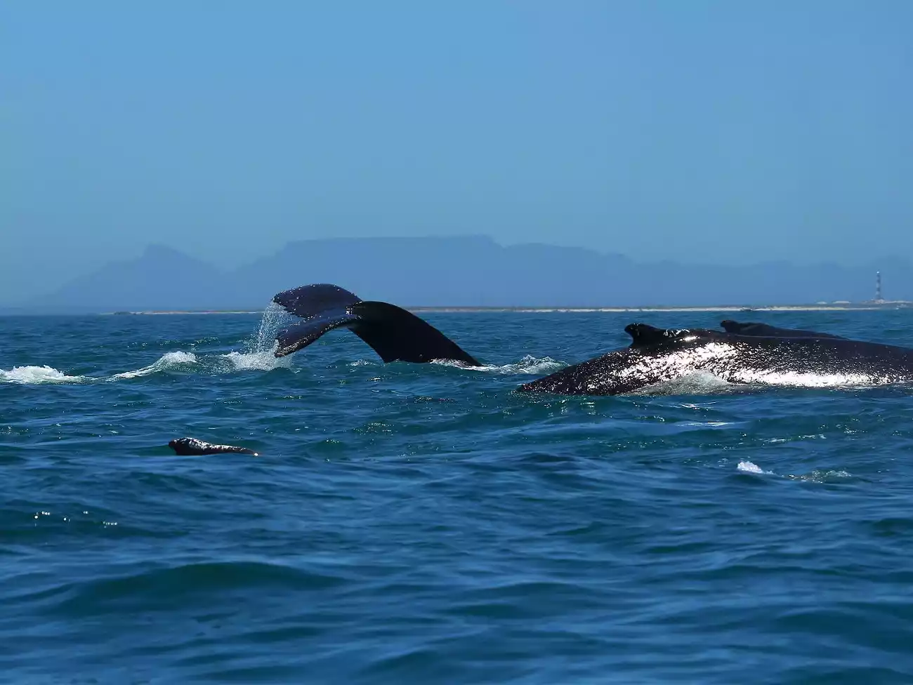 Whale Watching in Yzerfontein