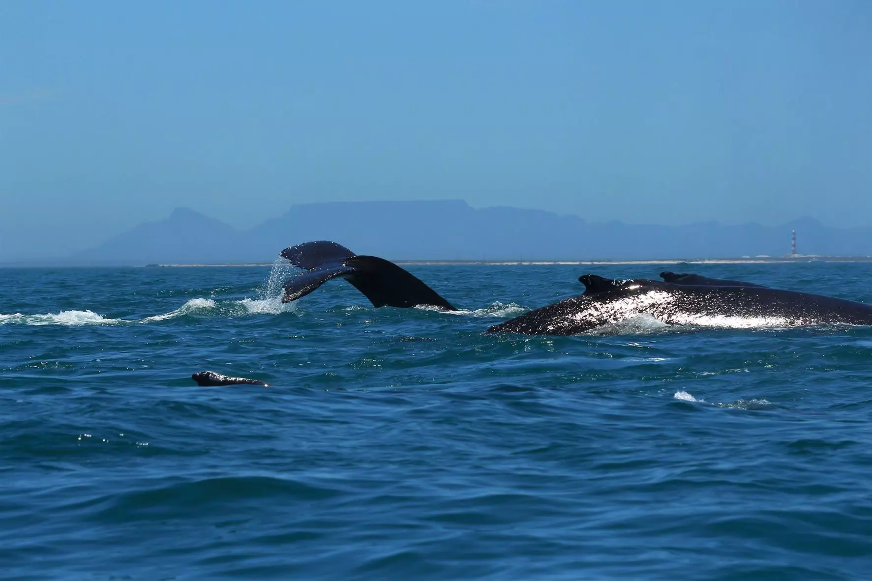 Whale Watching