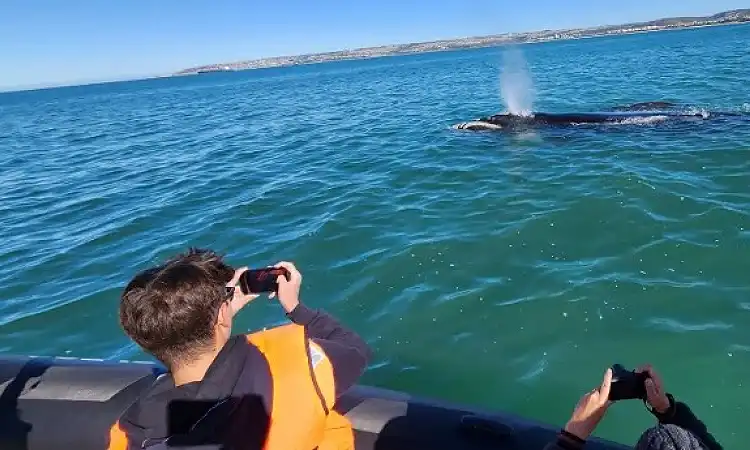 Mossel Bay Boat Adventures - Whale Watching