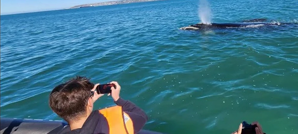Mossel Bay Boat Adventures - Whale Watching