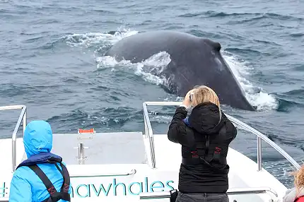 Ocean Odyssey - Whale Watching
