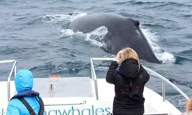 Ocean Odyssey - Whale Watching