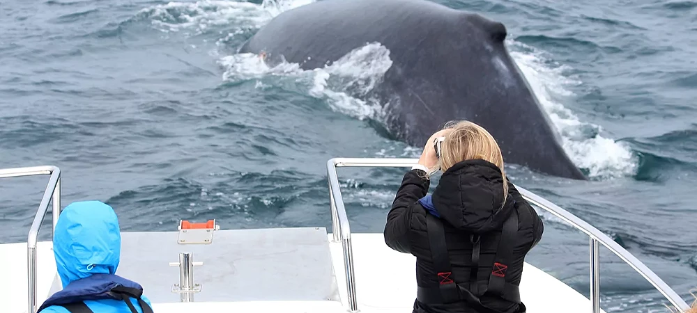 Ocean Odyssey - Whale Watching