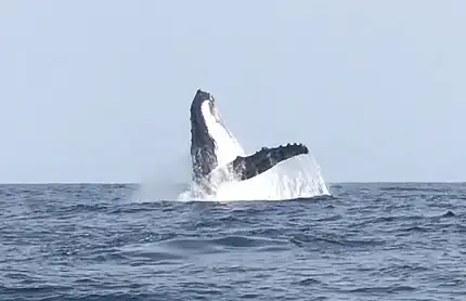 Umhlanga Ocean Charters - Whale Watching