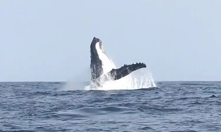 Umhlanga Ocean Charters - Whale Watching
