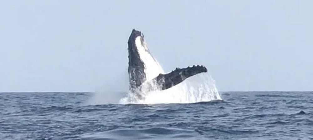 Umhlanga Ocean Charters - Whale Watching