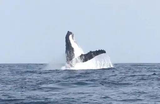 Umhlanga Ocean Charters - Whale Watching