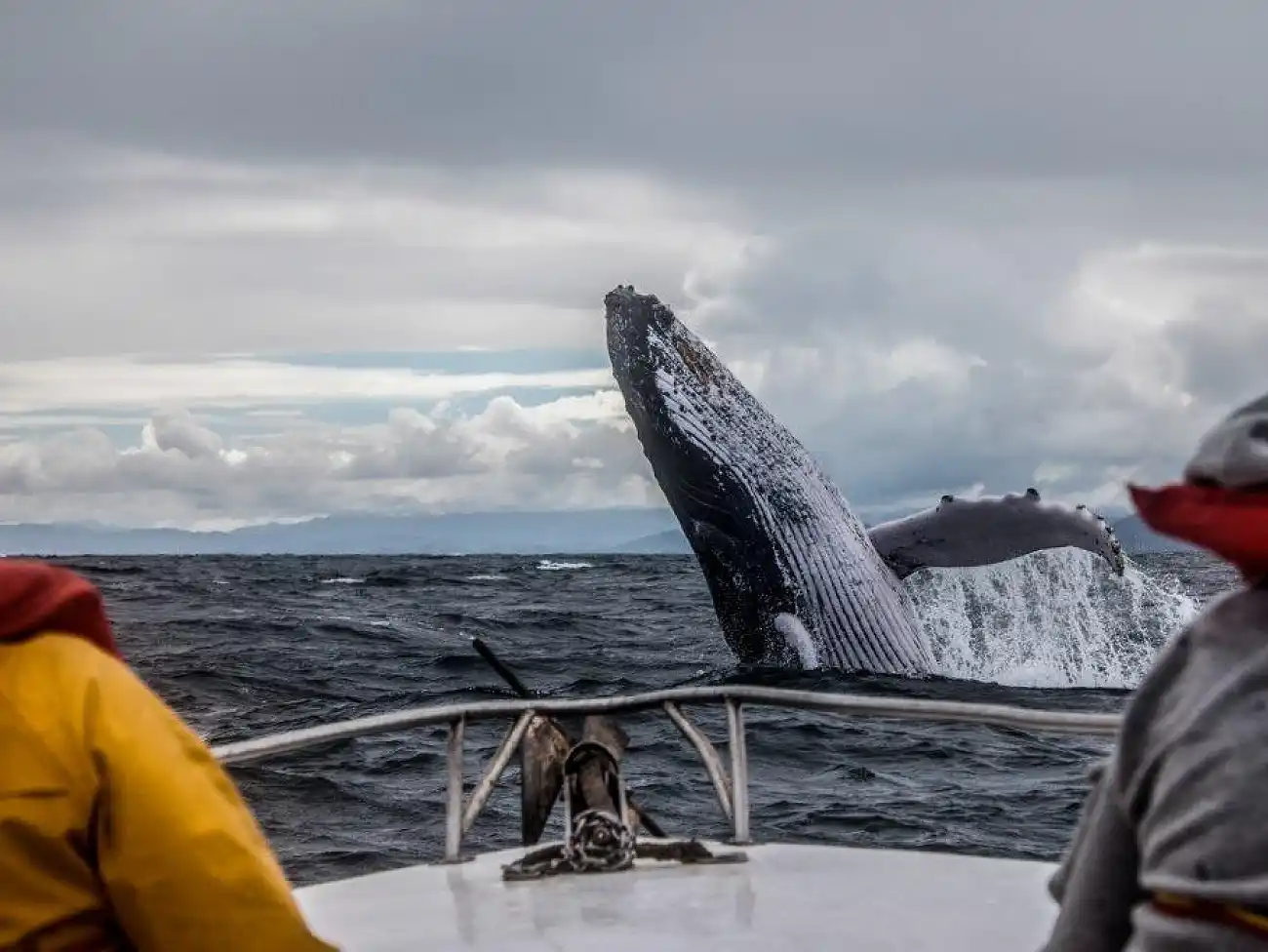 Whale watching on the Garden Route