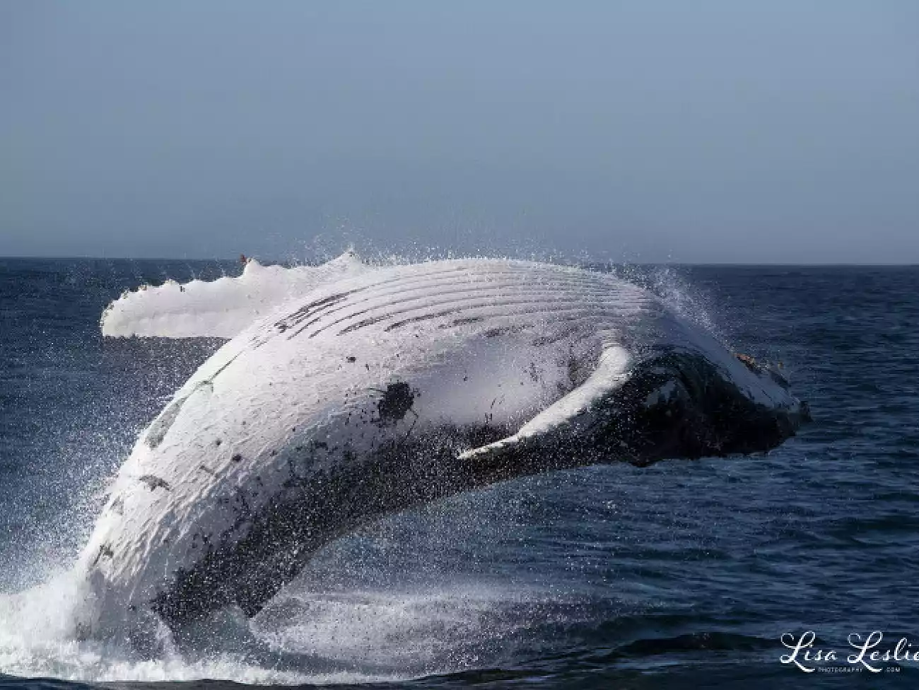 Whale Watching in Knysna