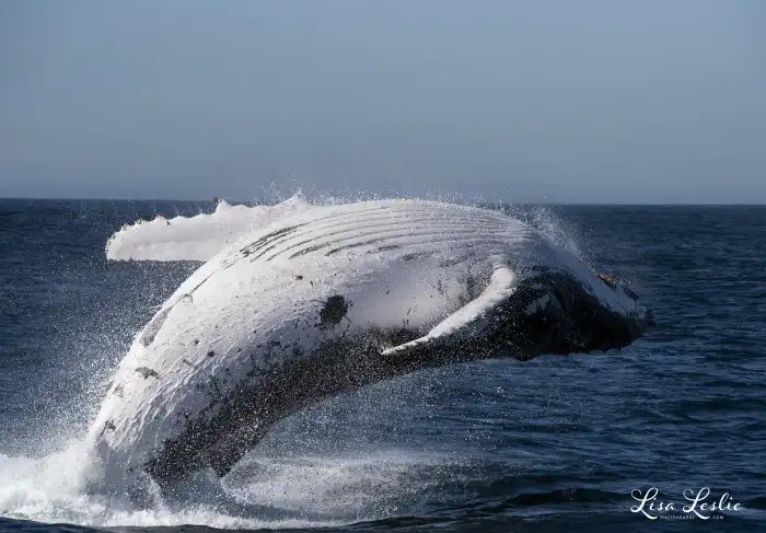 Whale Watching
