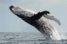 Whale Watching