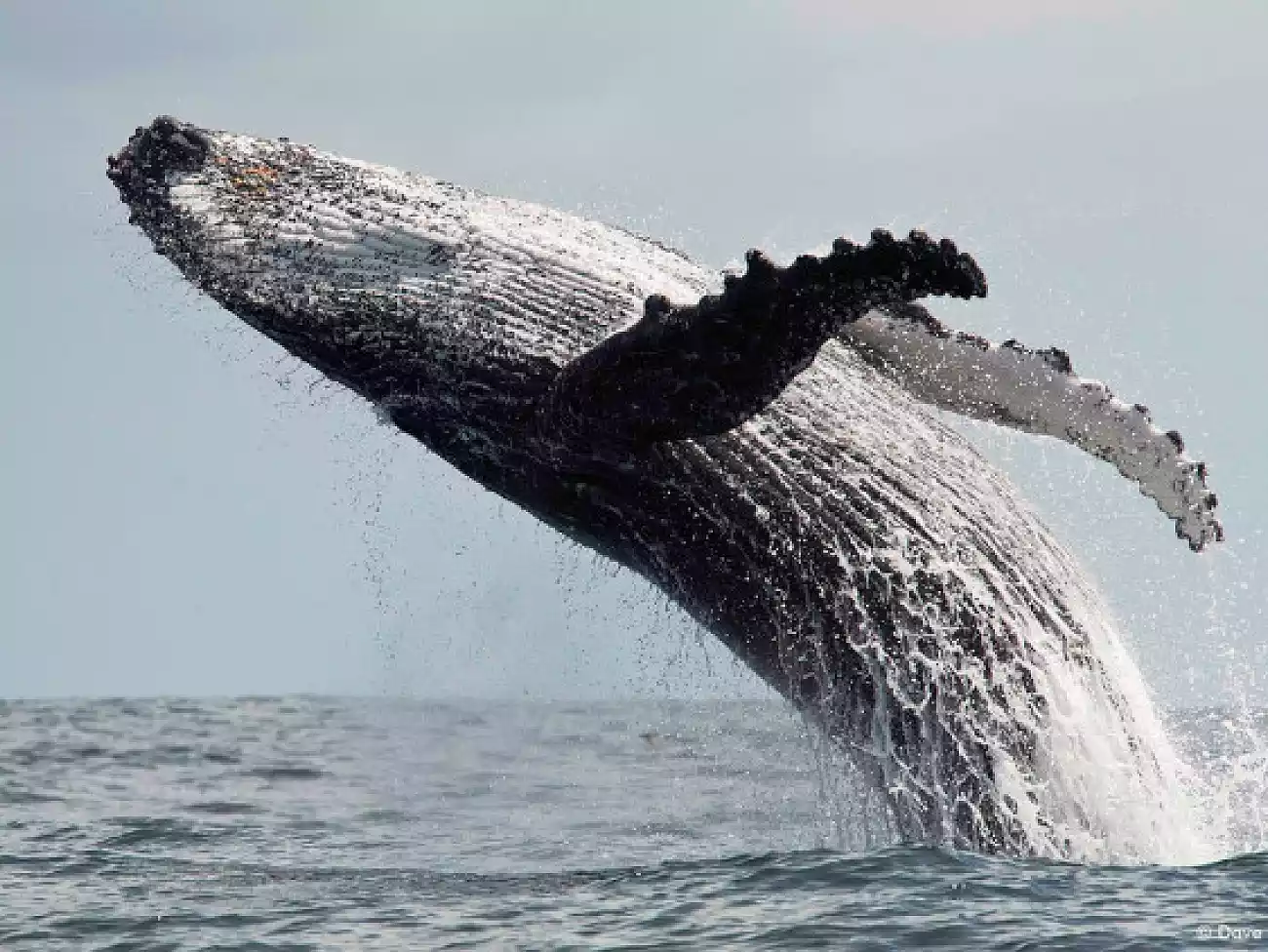 Whale watching in Simon's Town